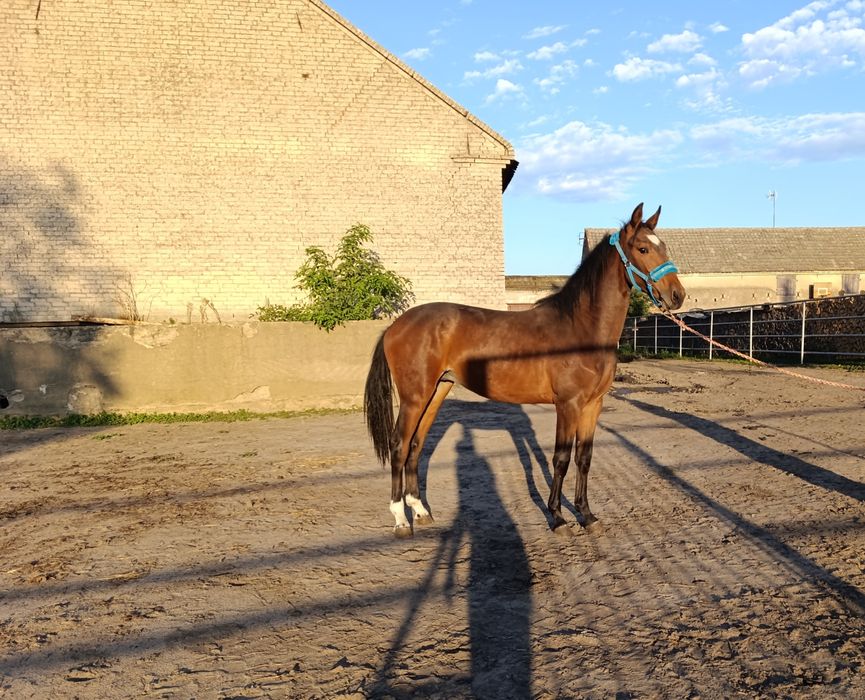 Ogierek po BLITZ AL Z