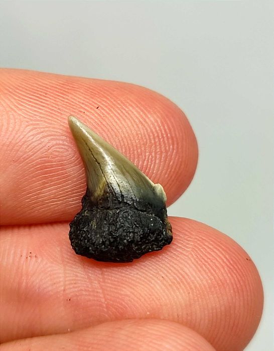 Belo lote de +25 dentes de tubarão