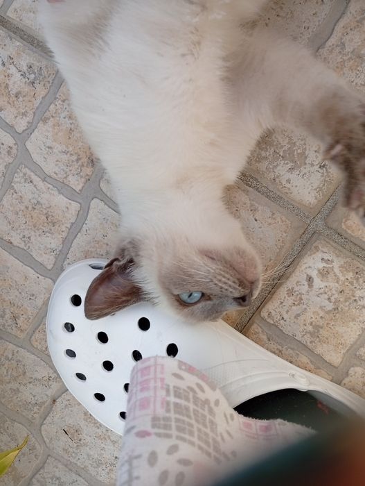 Filhote de gato morando na rua