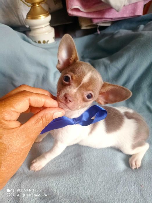 Chihuahua de bolso linha Russa de Top Macho
