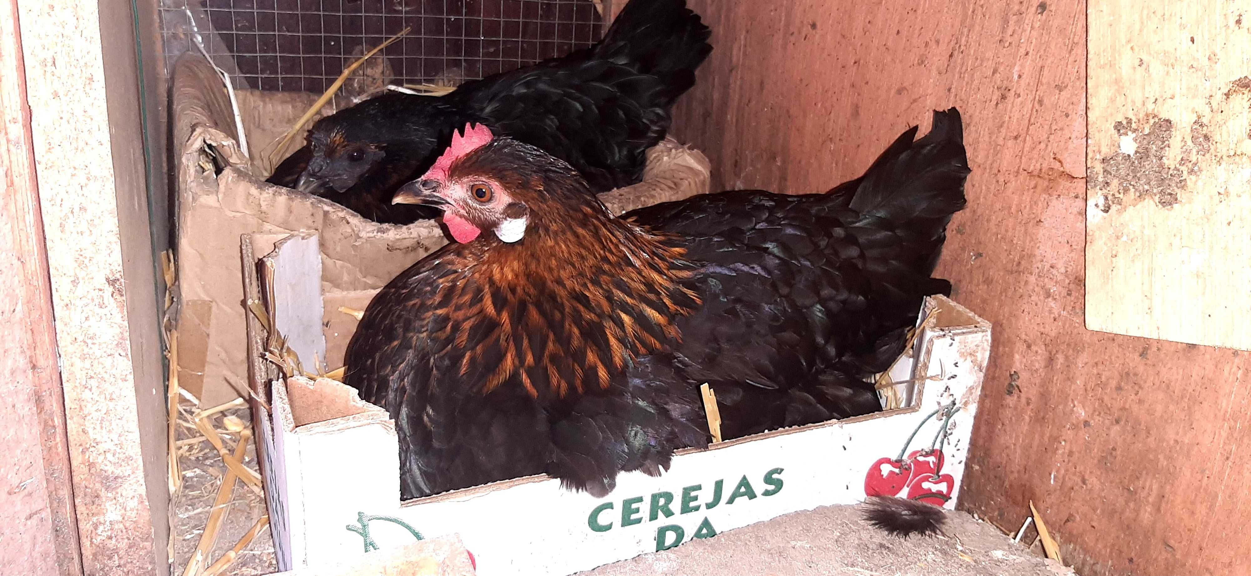 Vende-se  Coquicha choca e ovos galados