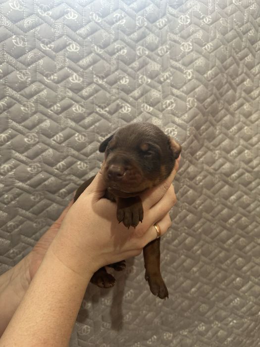 Пропоную цуценят добермана