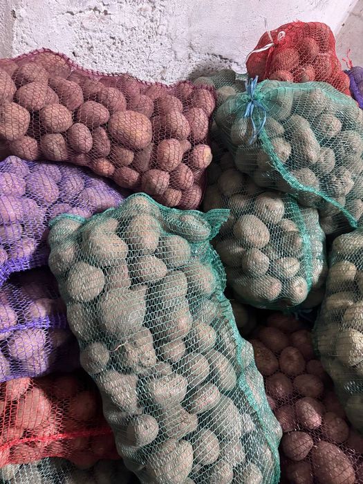 Продам картоплю оптом — 14 грн/кг