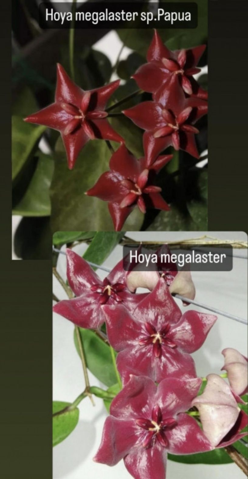 Hoya megalaster sp.papua