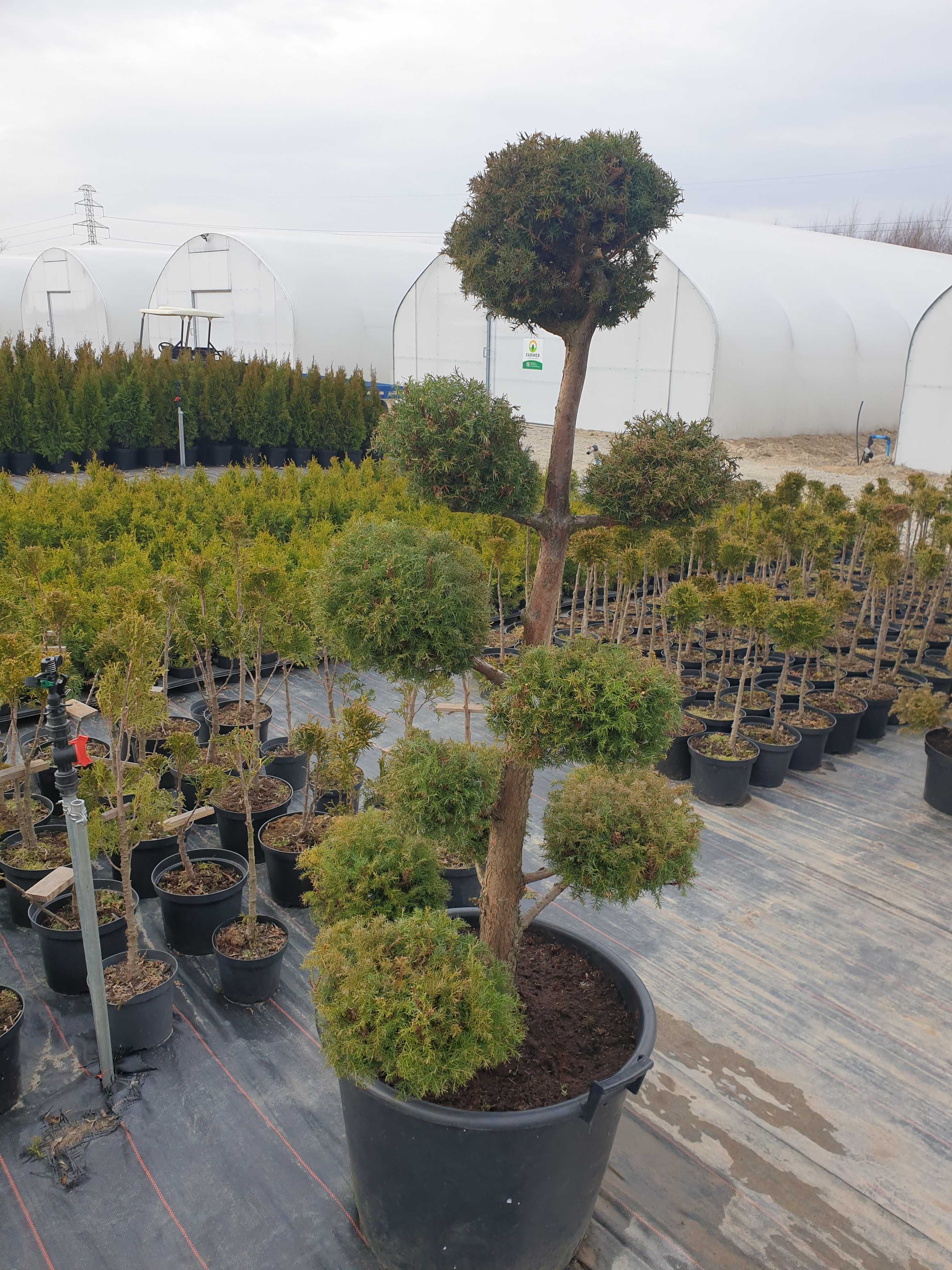 Bonsai drzewo formowane , cyprys