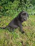 Cane Corso Suszka czarna