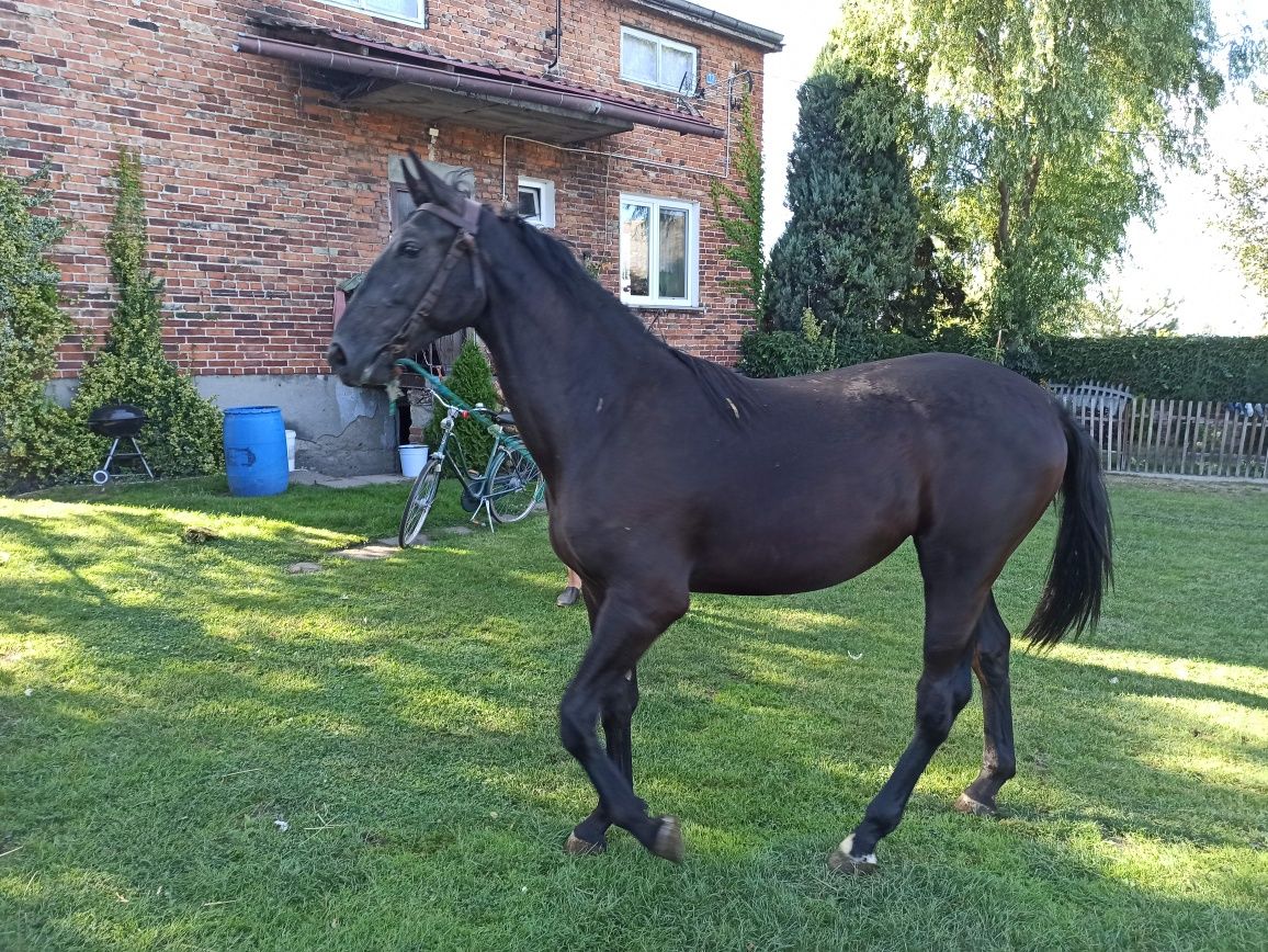 Źrebica klacz wysoka 170cm  klaczka 3 lata kara koń po ogierze Bas