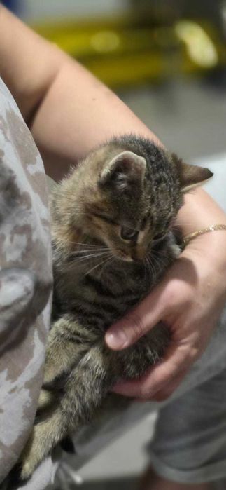 oddam kotki w dobre ręce,-6 tyg.