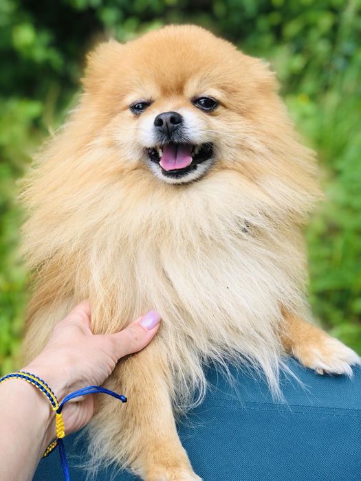 Померанський шпіц , в’язка