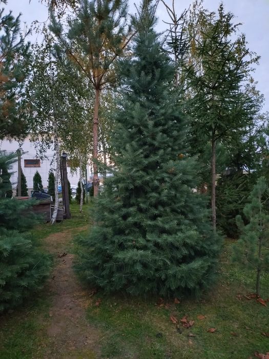 Jodła kalifornijska