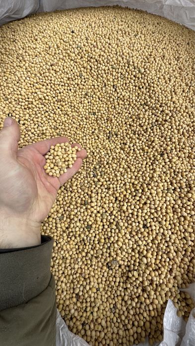 Соя КАНЗАС посівматеріал KANZAS