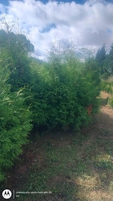 Thuja brabant 180-200cm