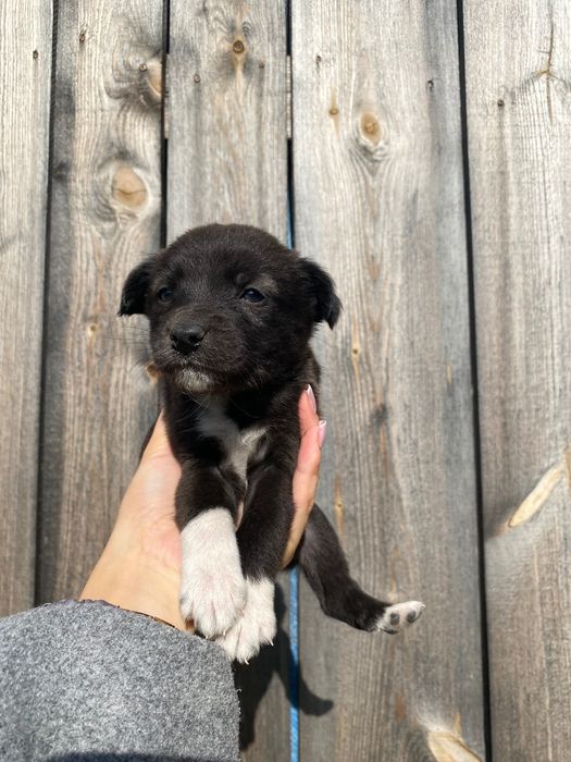 Oddam pieski Wirkowice