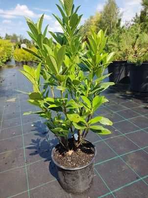 LAUROWIŚNIA odm. Rotundifolia wys. 80-100 cm Szkółka WEBER Kicin