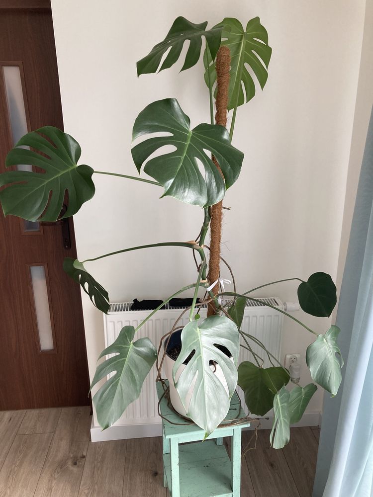 Monstera dziurawa