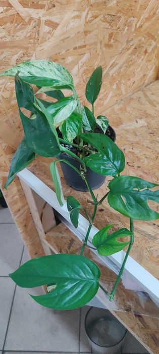 Epipremnum zwisający, średnica 11,5 cm