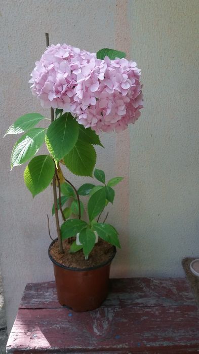 Гортензия  крупнолистная хамелеон в горшках
