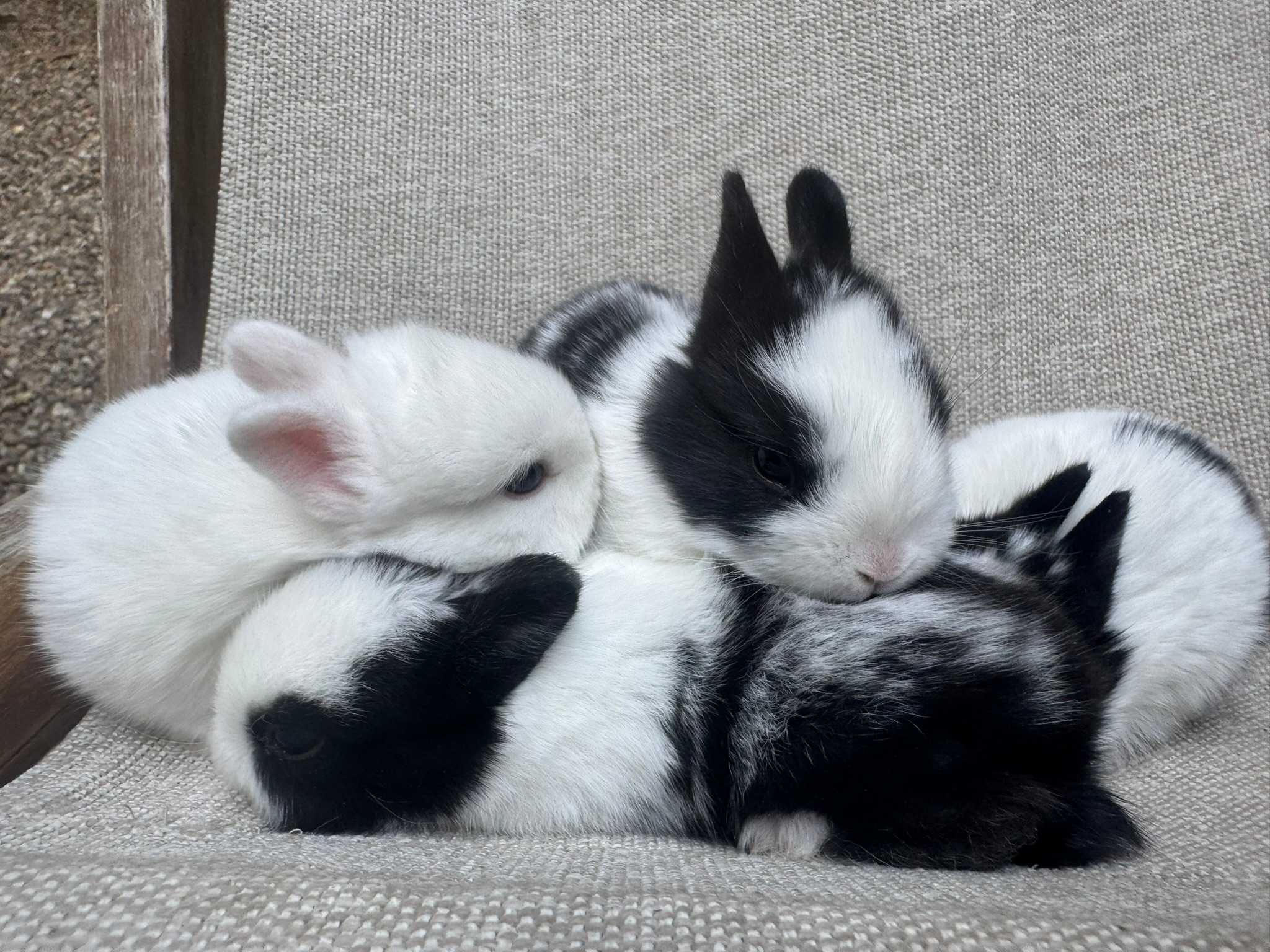 Coelhos bebe (ninhada Coelho Anão Holandes)