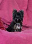 Piesek mini black Yorkshire terrier