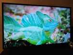 Телевізор Philips 43PUS7505/12 — 43 дюйми, 4K Ultra HD