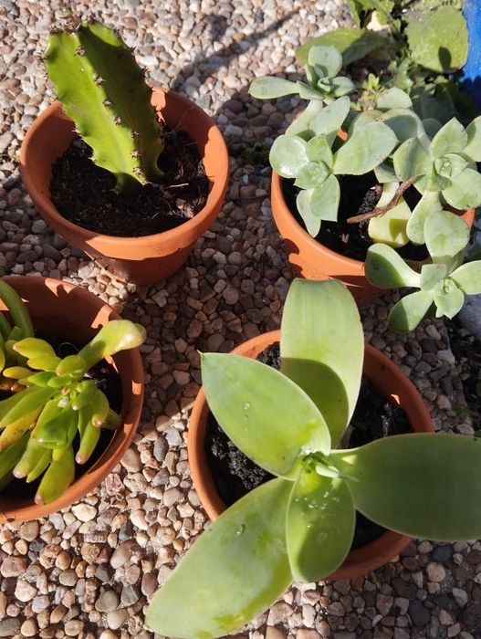 Suculentas  mini e outras plantas para ofertas