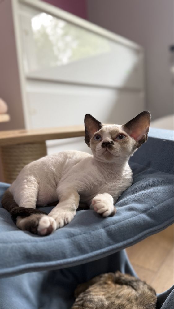 Devon rex rozmruczany kocurek