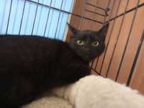 Kot Vitani do adopcji