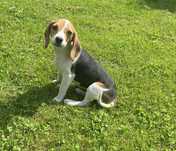 Beagle suczka Deizi . Częstochowa