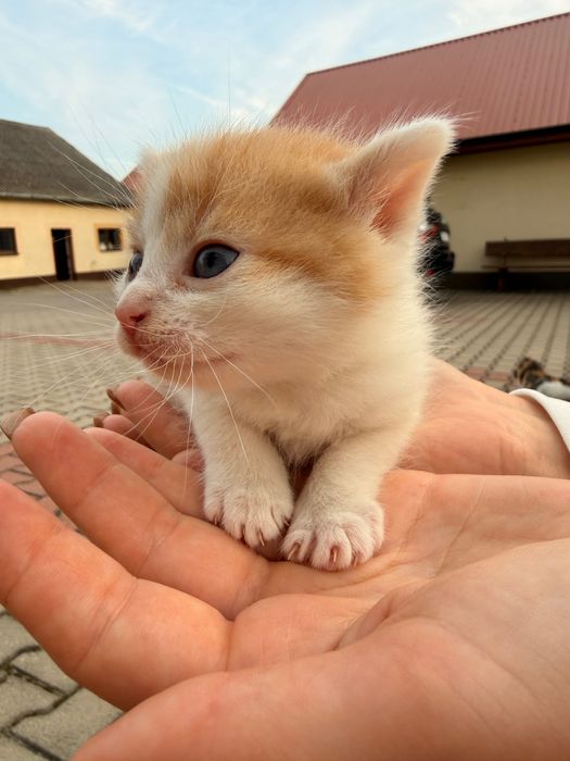 Oddam kotki w dobre ręce, za darmo