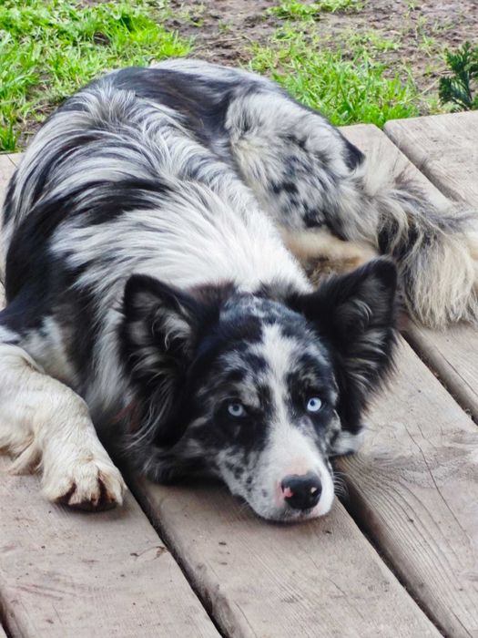 Border Collie suczka biało czarna