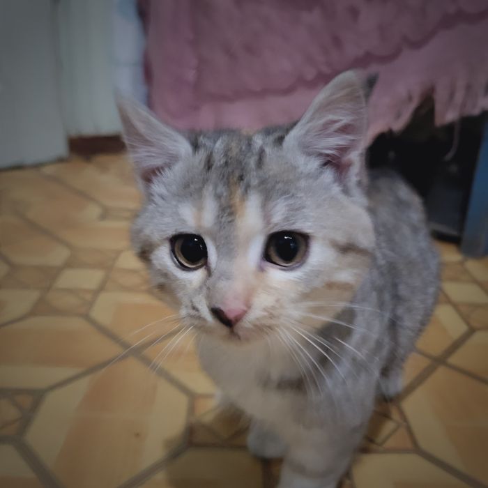 Киця безплатно віддам