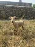 Borrego Merino Puro!