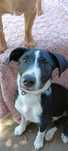 Wally do adopcji! Sandomierz