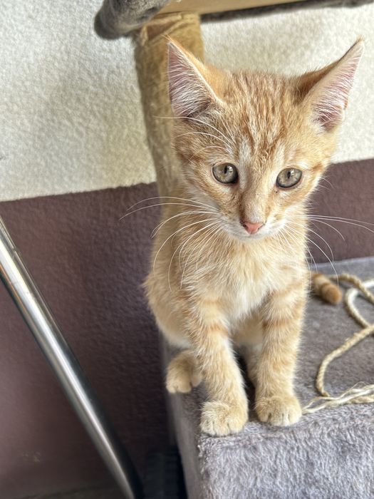 3 oswojone kocurki polecaja się do adoocji