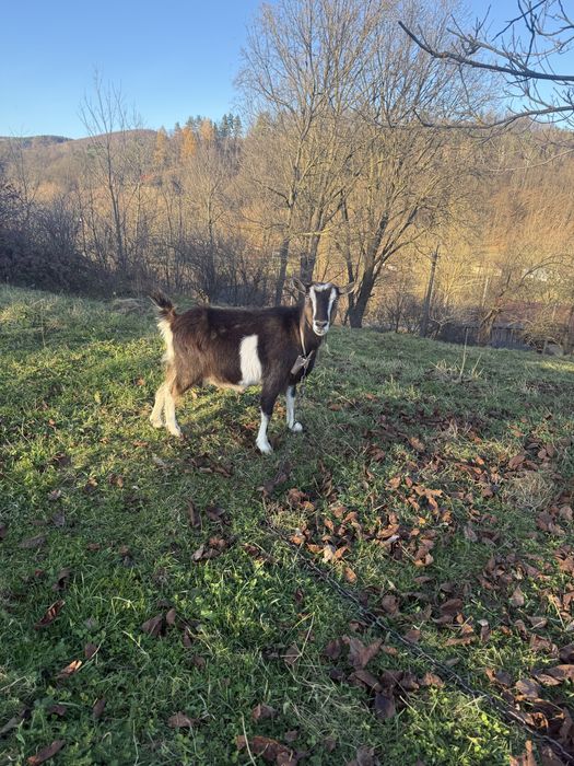 Продам дві кози