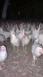 Kury Nioski Leghorn 24 tygodnie! Wysyłka od 10 sztuk.