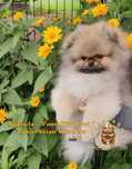 Pomeranian Szpic Niemiecki Miniaturowy MIŚ