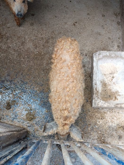 Поросята мангалиця