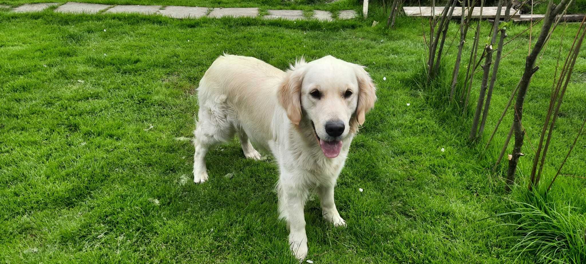 Szczeniak / piesek Golden Retriever Związek Kynologiczny FCI