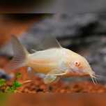 Corydoras albinas  3€ cada