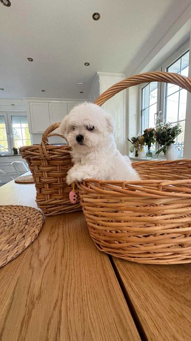 Maltańczyk Piękny Piesek z Rodowodem. Mini. Do odbioru.