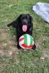 Labrador retirver czarna suka uprawnienia hodowlane