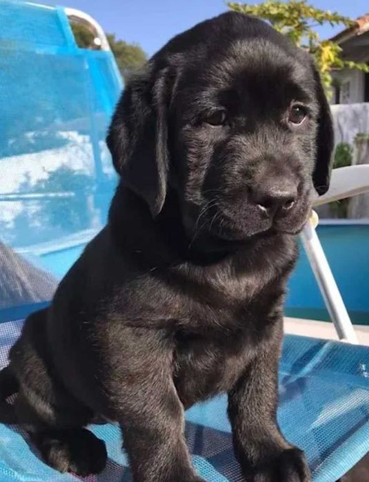 Labrador        bebe