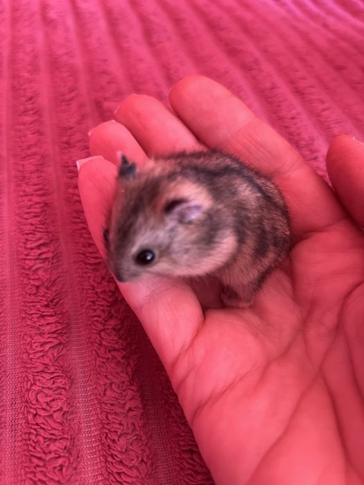 Джунгарский хомяк