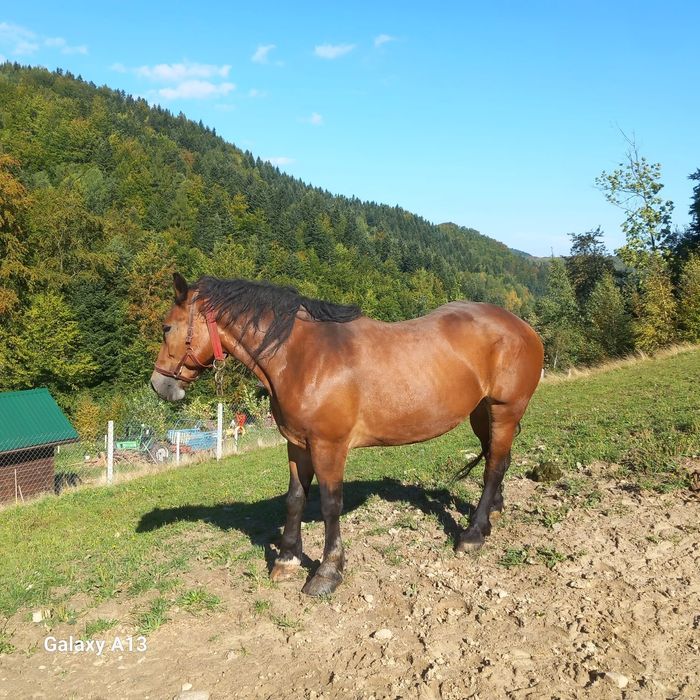 Sprzedam Klacz zimnokrwista