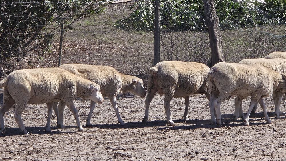 Ovelhas raça Île-de-France