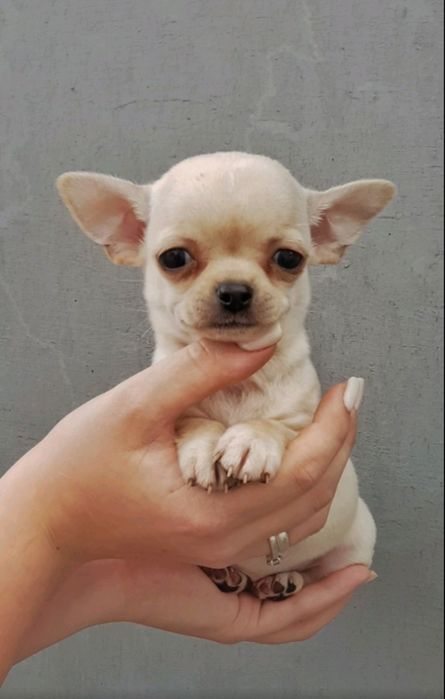 Малюки Зе Бест! Чихуахуа