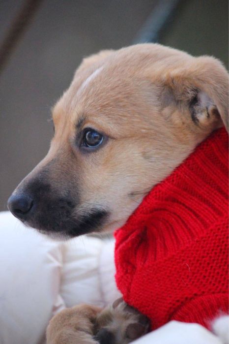 Дім для Дівчинки!безкоштовно