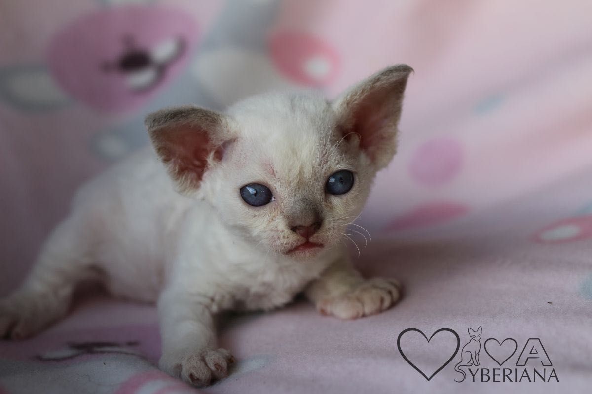 Kocurek niebieskooki Devon rex