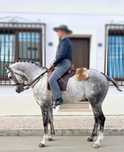 Cavalo  Puro sangue Árabe 5 anos